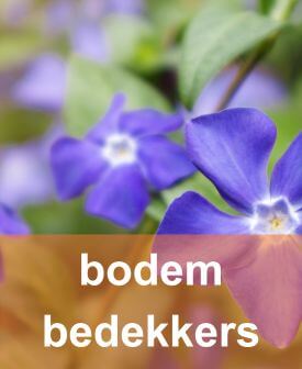 bodembedekkers