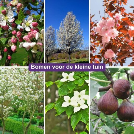 Bomen voor de kleine tuin